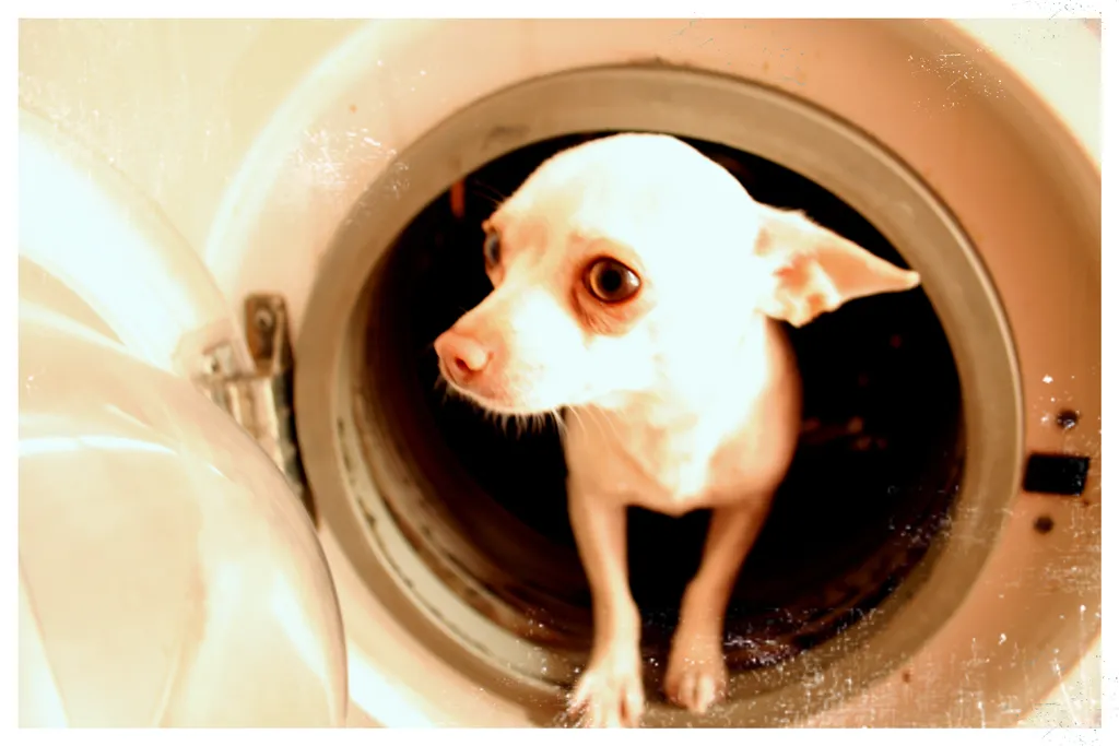 Chihuahua blanco asomado dentro del tambor de una lavadora