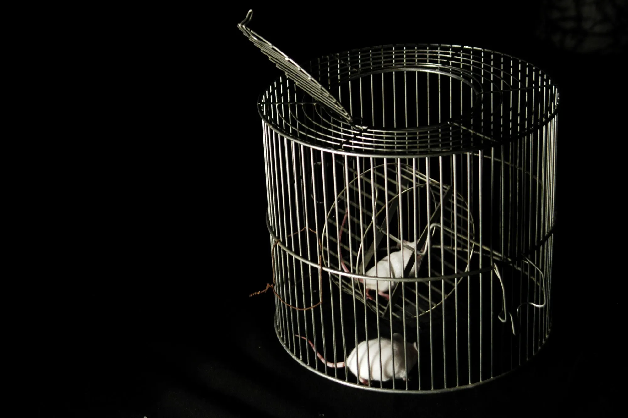 Jaula redonda de alambre con ratones blancos, en penumbra