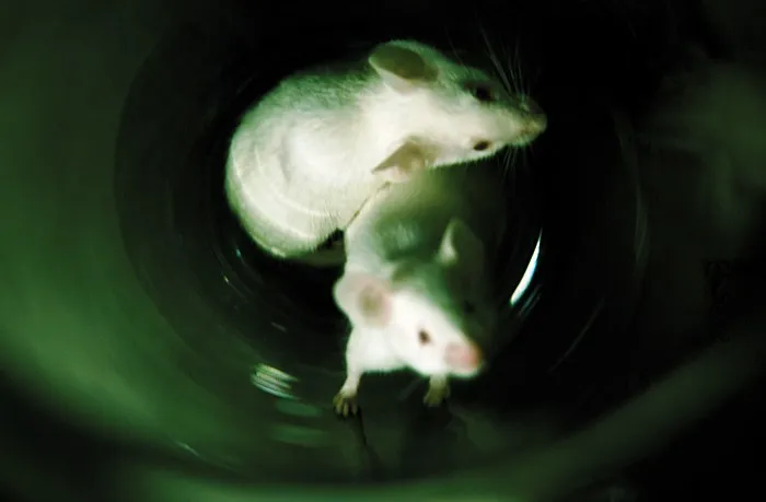 Dos ratones blancos al fondo de un tubo, con luz verde y gran angular