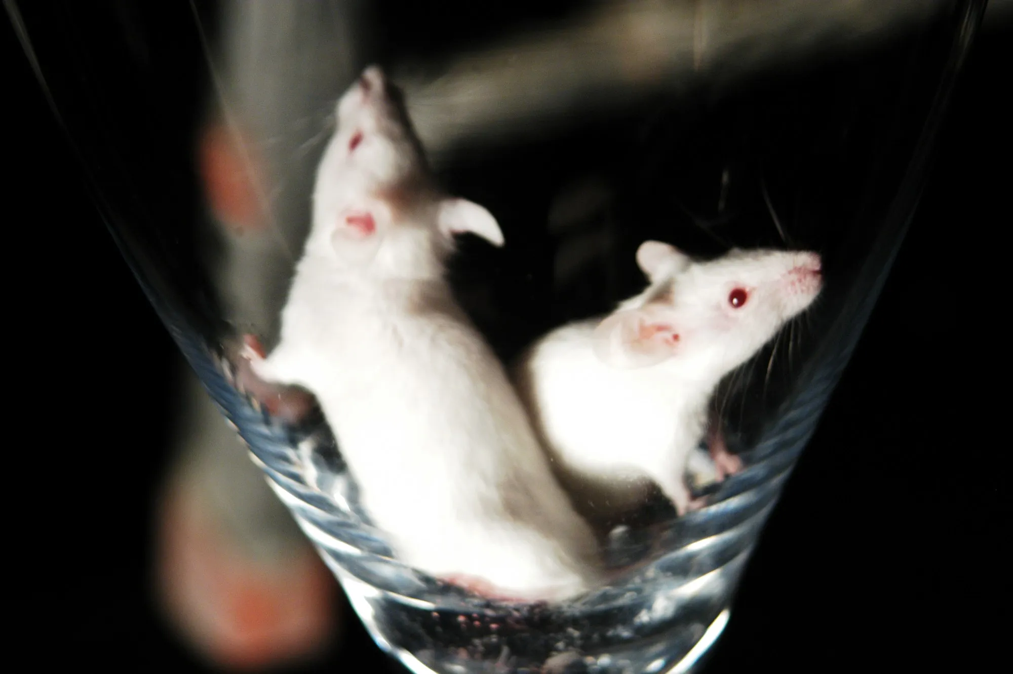 Dos ratones blancos dentro de un vaso de cristal sobre fondo negro